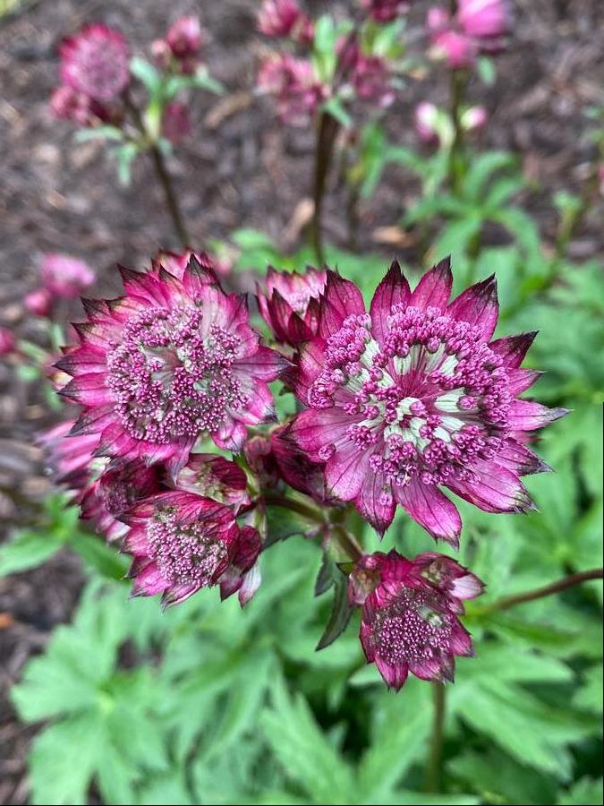 Astrantia major 'Burgundy Manor'