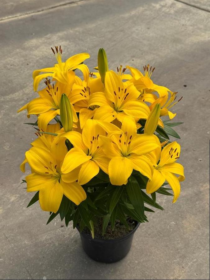 Lilium - LA Hybrid Lily 'Summer Sun®'