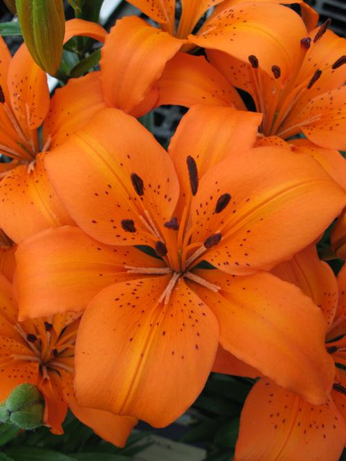 Lilium - Asiatic Pot Lily Looks™ 'Bloom Extensions™ Orange'