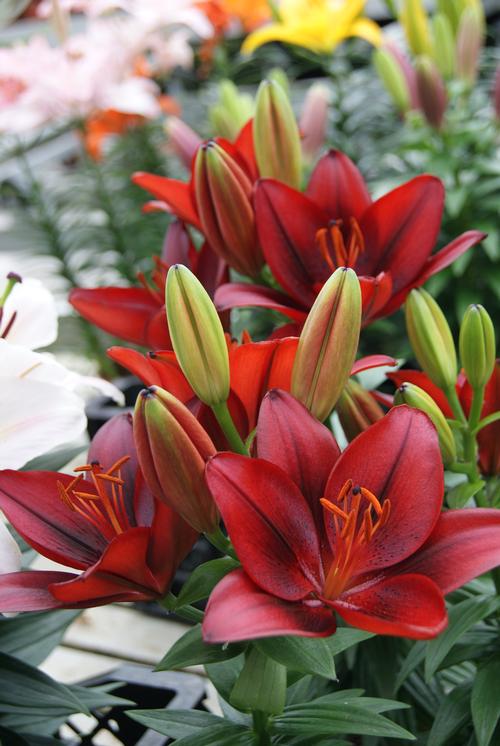Lilium - Asiatic Pot Lily Looks™ 'Bloom Extensions™ Red'