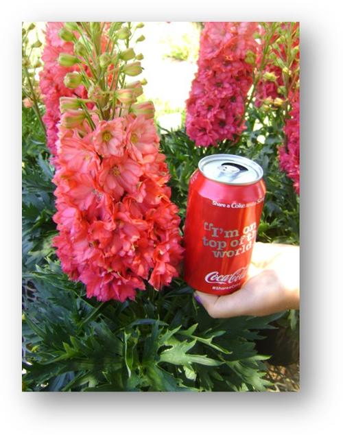 Delphinium elatum 'Red Lark'