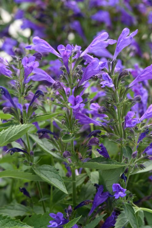 Nepeta subsessilis 'Purple Prelude'
