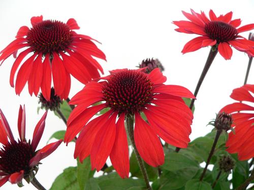 Echinacea 'Panama™ Red'