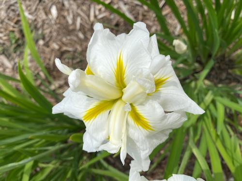 Iris ensata 'Gold Bound'