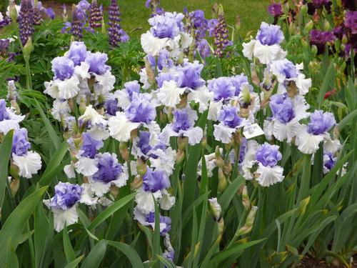 Iris germanica 'Wintry Sky'
