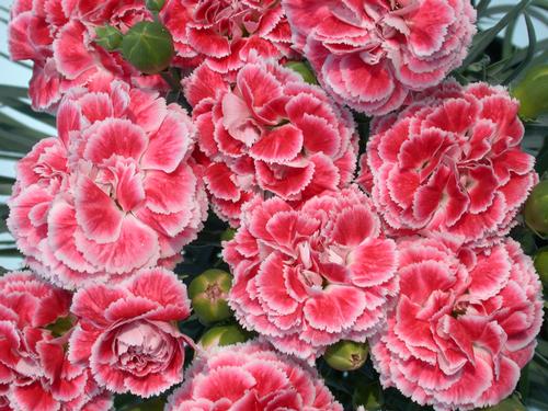 Dianthus 'Scent First® Coral Reef'