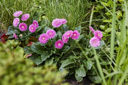 Gerbera jamesonii 'Garvinea Majestic Purple'