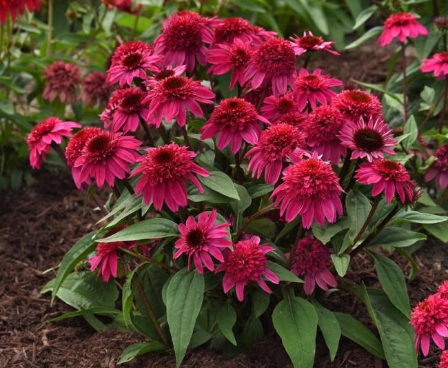Echinacea 'Double Scoop™ Watermelon Deluxe'