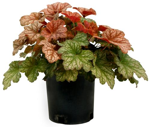 Heuchera 'Changeling'