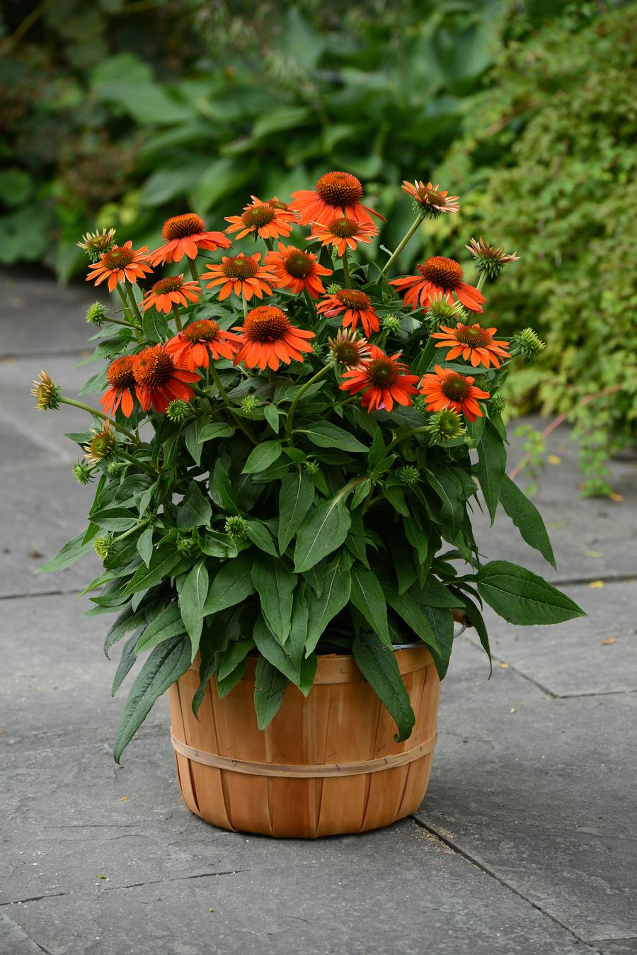 Echinacea 'Sombrero® Adobe Orange'