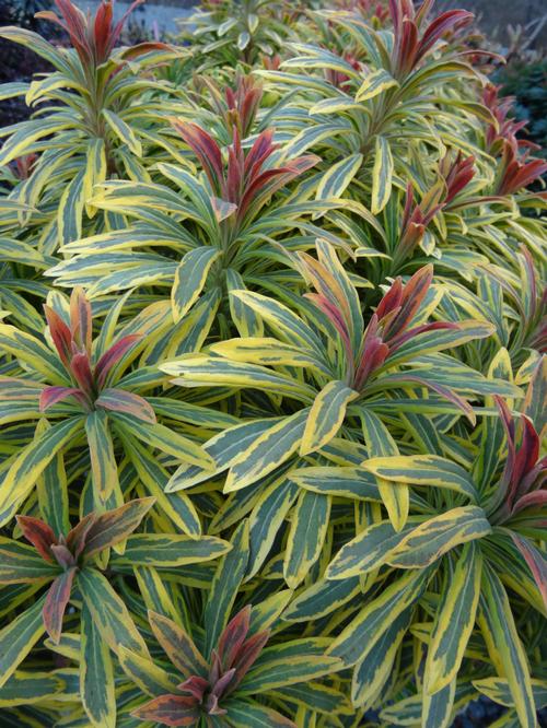 Euphorbia x martinii 'Ascot Rainbow'