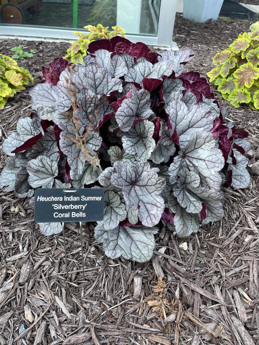 Heuchera 'Indian Summer Silverberry'