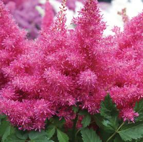 Astilbe Music™ Series x Drum and Bass