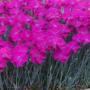 Dianthus Star Single™ Neon Star Improved