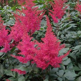 Astilbe japonica Montgomery