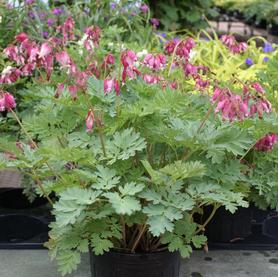 Dicentra formosa Luxuriant