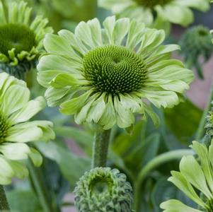 Echinacea purpurea Green Jewel