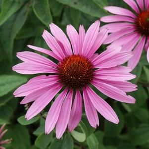 Echinacea purpurea Magnus