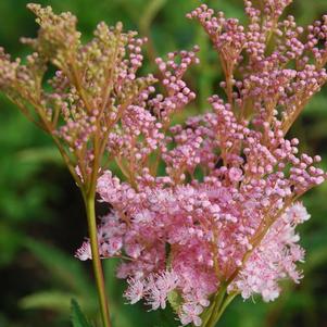 Filipendula rubra Venusta