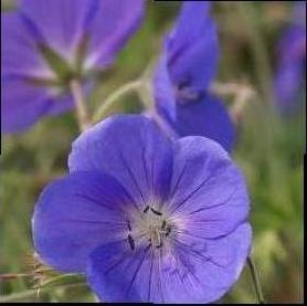 Geranium Brookside