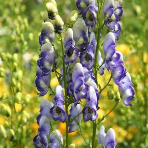 Aconitum cammarum Bicolor