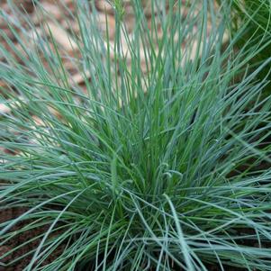 Festuca glauca Elijah Blue