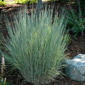 Schizachyrium scoparium The Blues