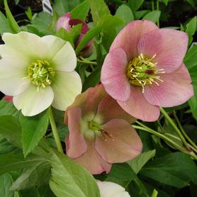 Helleborus orientalis Royal Heritage™ Strain