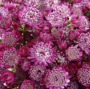Astrantia major Abbey Road