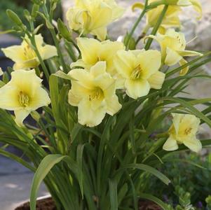 Hemerocallis Fragrant Returns