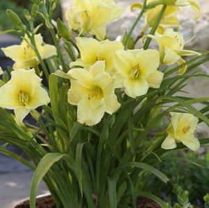 Hemerocallis Fragrant Returns