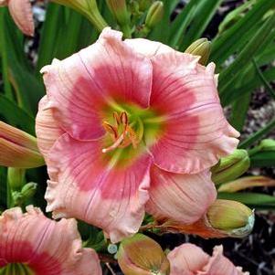 Hemerocallis Janice Brown