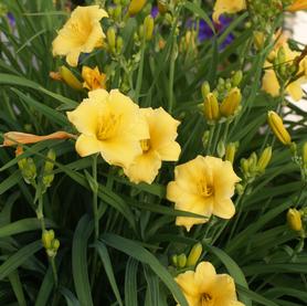 Hemerocallis Stella D'Oro