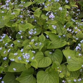 Brunnera macrophylla 