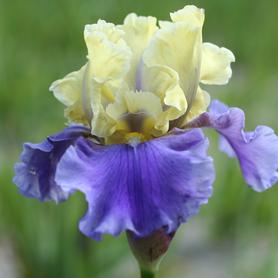 Iris germanica Edith Wolford