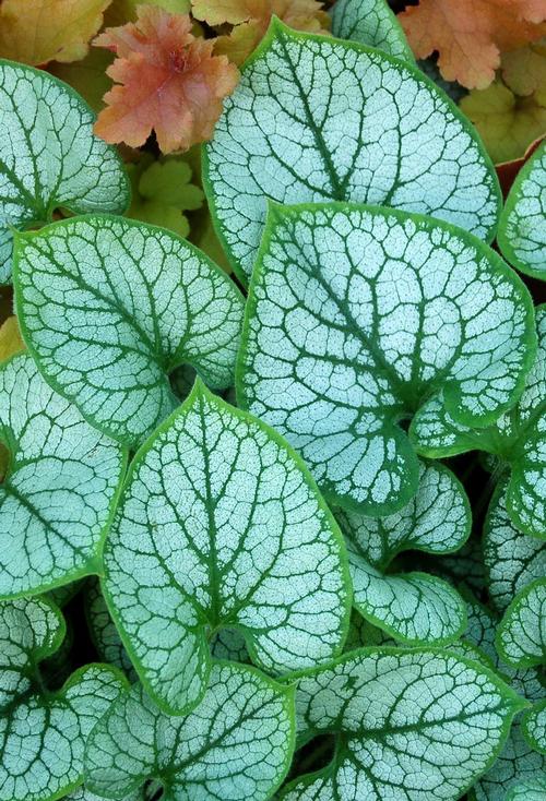 Brunnera macrophylla Jack Frost