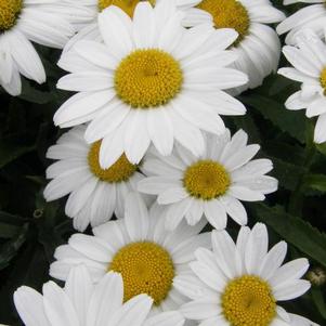 Leucanthemum superbum Snowcap