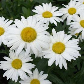 Leucanthemum superbum Becky