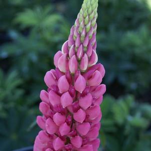 Lupinus Gallery Pink