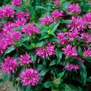 Monarda Grand Parade™