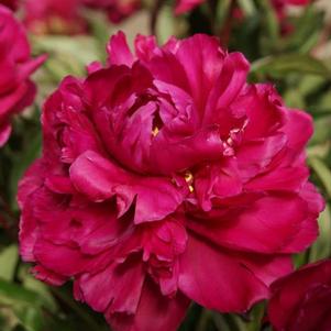 Peony Karl Rosenfield