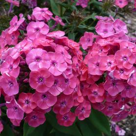 Phlox Medium Garden paniculata Junior Dance