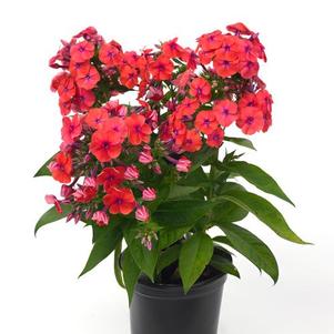 Phlox Dwarf Garden paniculata Flame® Coral