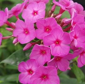 Phlox paniculata Flame™ Pink
