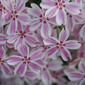 Phlox subulata Candy Stripe