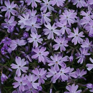 Phlox subulata Emerald Blue