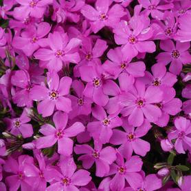Phlox subulata Emerald Pink