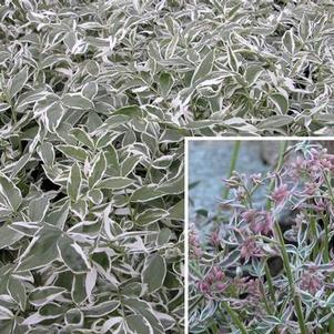 Polemonium reptans Touch of Class