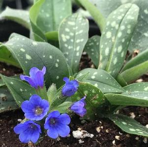 Pulmonaria Little Star