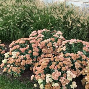 Sedum Tall Upright Clumping Autumn Joy